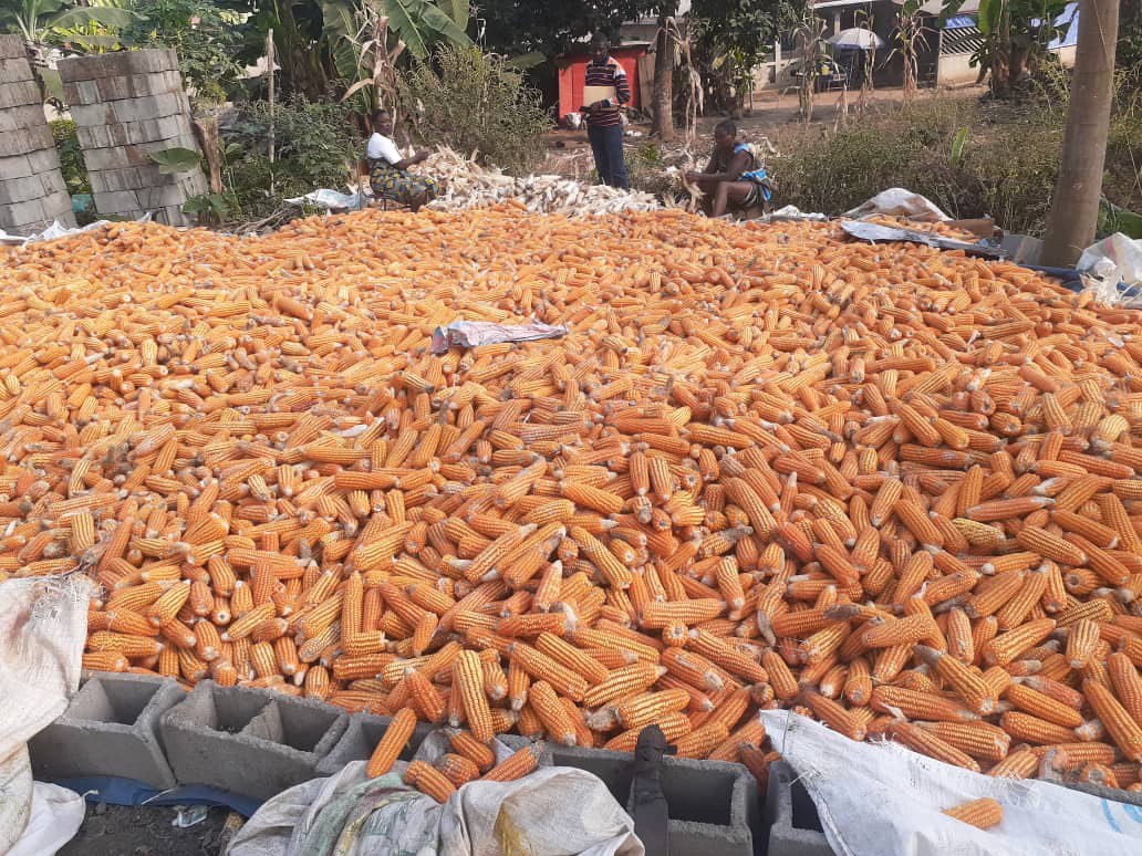 Maize